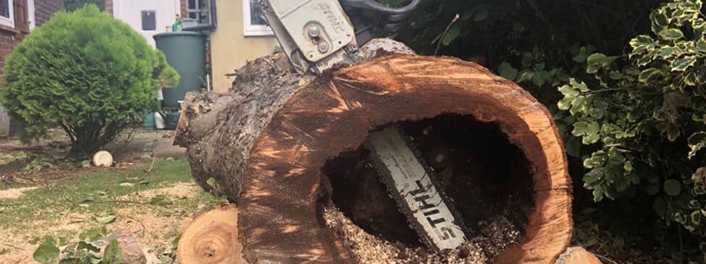 Tree Surgeon